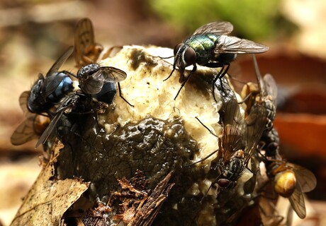 Stinkzwam met diverse vliegen.