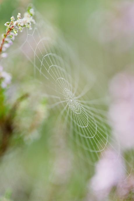 web