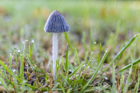 Paddenstoel in de ochtenddauw