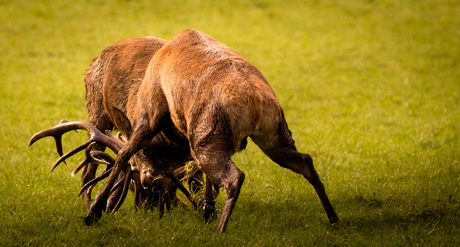 Edelhert - Red Deer 