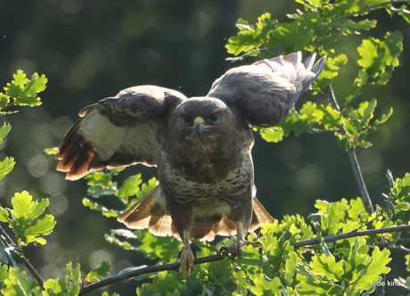 buizerd