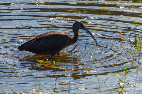Zwarte Ibis