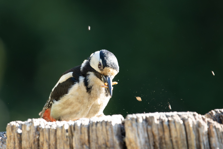 Grote Bonte Specht