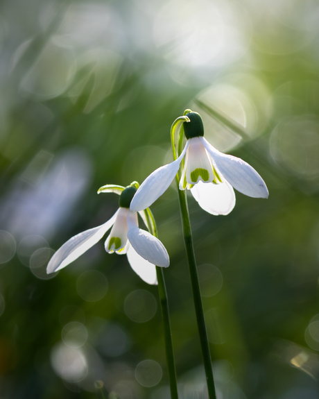 Dromerig bokeh-experiment