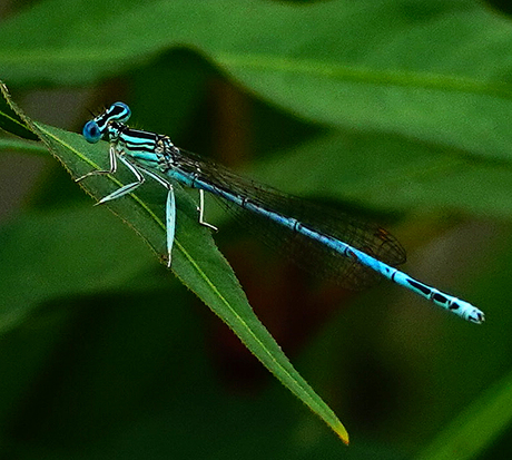 Blauwe breedscheenjuffer