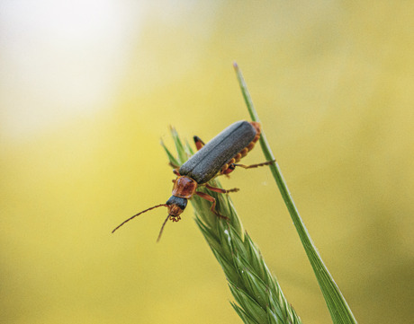 Cantharis 