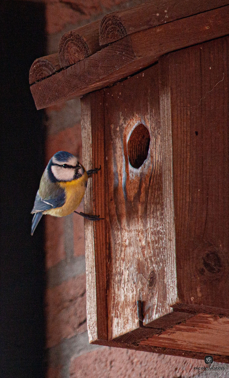 meesje zorgt voor nest