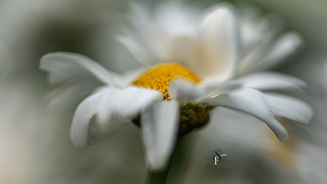 Margriet