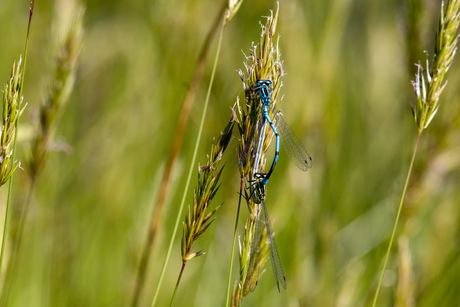 Libelle en toevallig twee