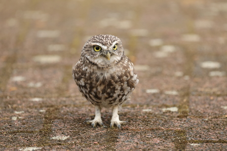 Steenuiltje op de inrit in onze tuin