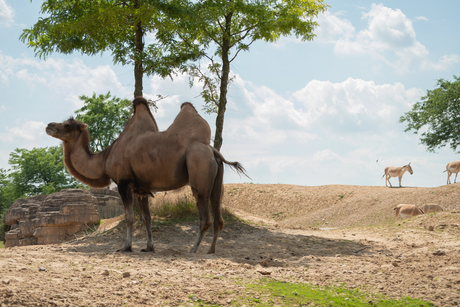 Safari in nederland