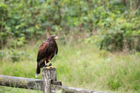 Buizerd