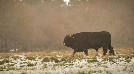 Tauros in de sneeuw