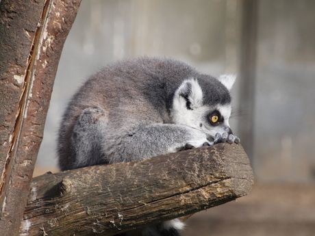 Zoo Veldhoven 2