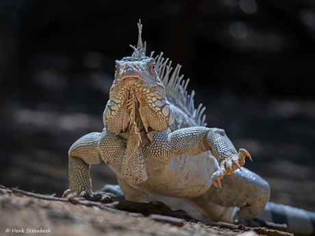Indrukwekkende leguanen op Bonaire