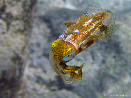 Caribische rifinktvis