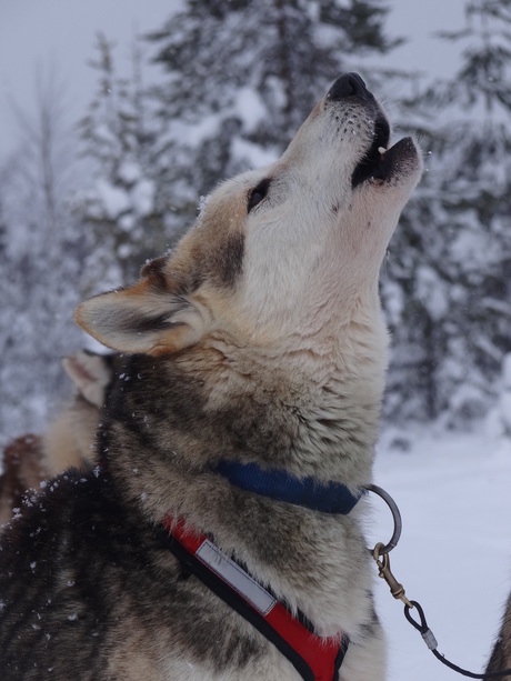 Husky howling