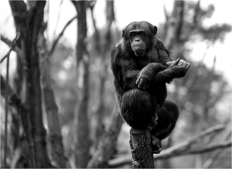 Chimp [290]