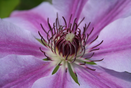 Clematis