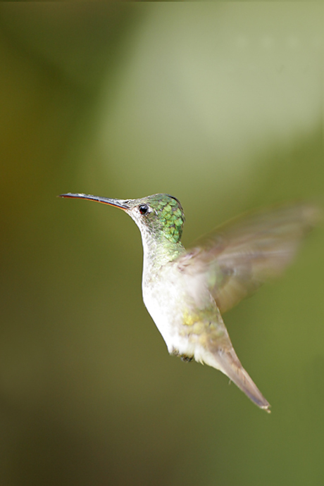 Andean Emerald