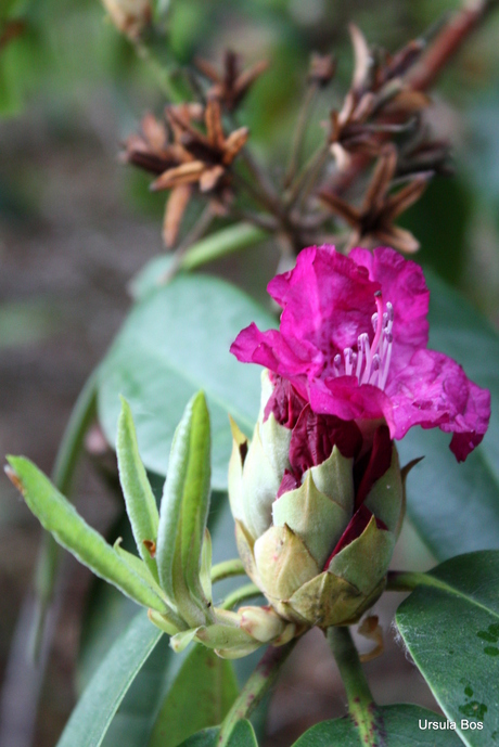 rhododendron 3 generaties in één