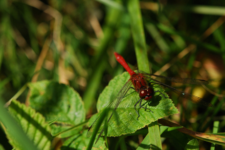 libelle