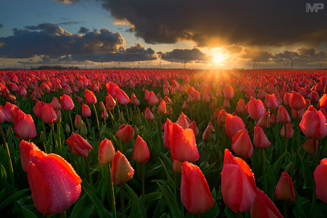 Tulips at Sunset