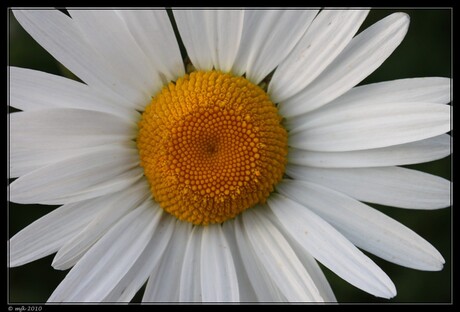 Margriet