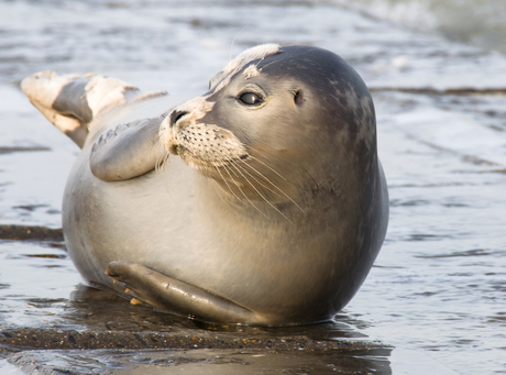 zeehond