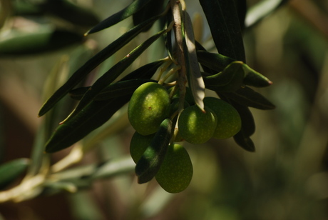 Griekse Olijf