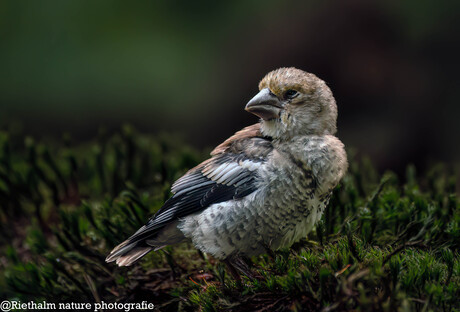 Jonge appelvink