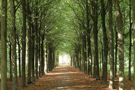 Tunnel of trees