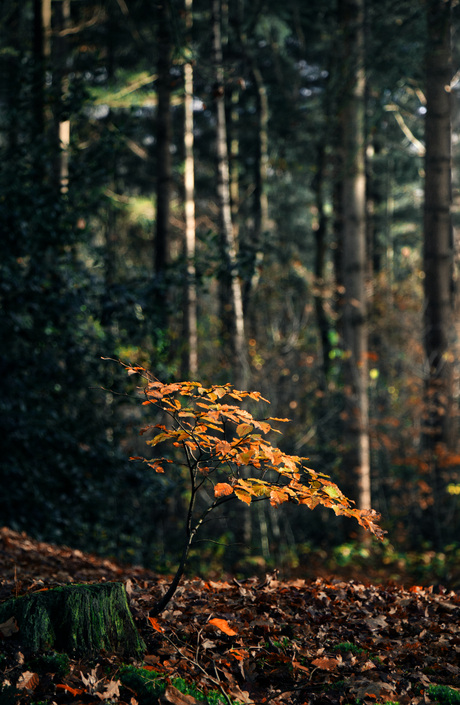 Herfstboompje in het bos