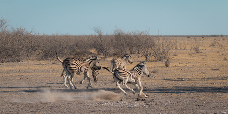 zebra on the run