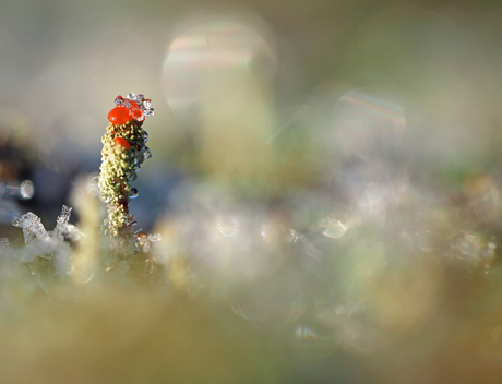 Rood bekermos