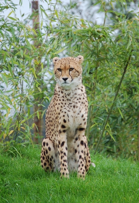 Cheeta