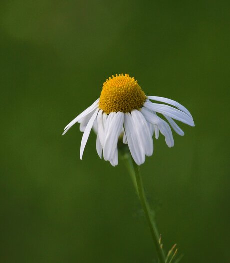 Marguerite chez monsieur de Vries.