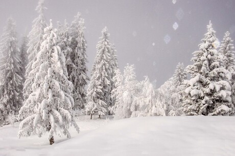 een witte wereld