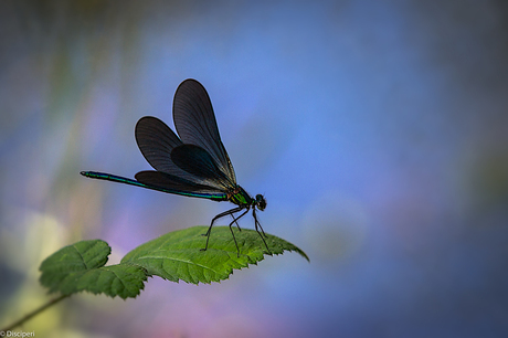 bosbeekjuffer 10-9-2016