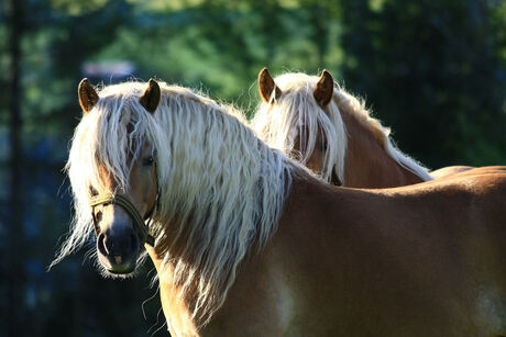 Haflingers in Oostenrijkse ochtendzon