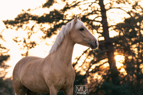 Golden pony in golden hour