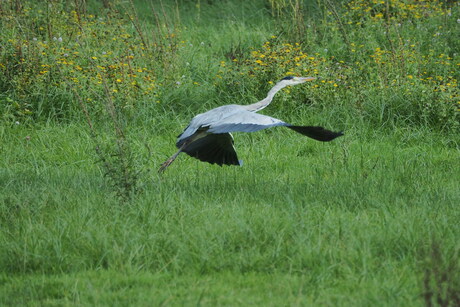 Reiger 1