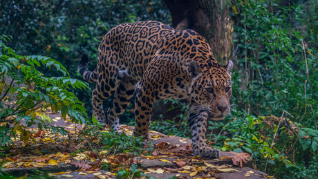 Jaguar.