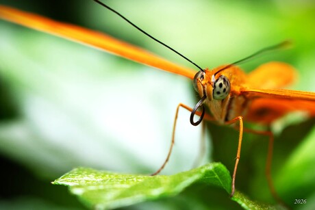 Ik kijk in de spiegel en zie