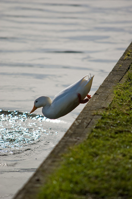 Drop off Duck