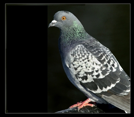 Irisch pigeon