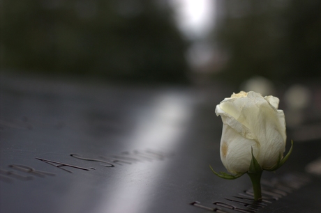 9/11 Memorial Rose