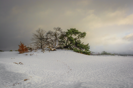 Geen 17e eeuws schilderij: eerste sneeuw Veluwe 2026