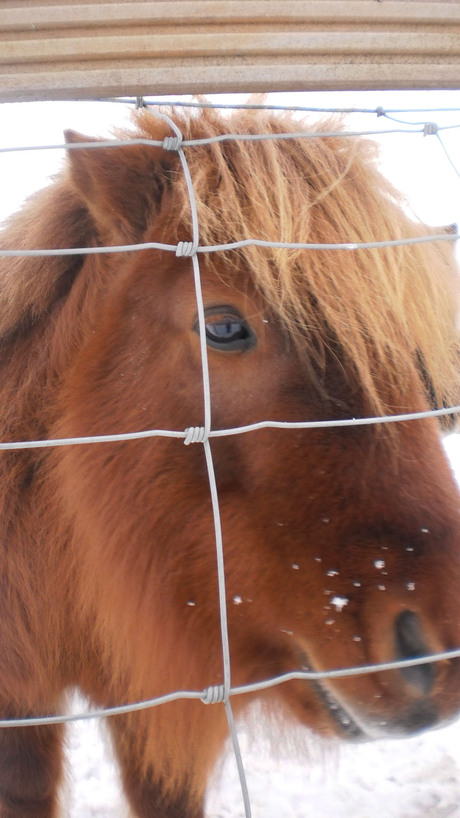 Shetlandpony