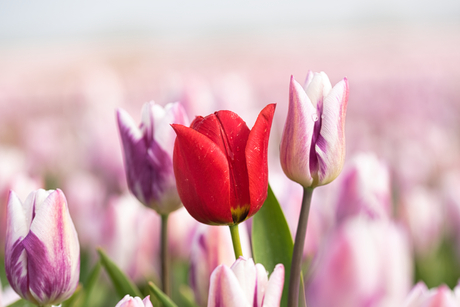 Tulpen